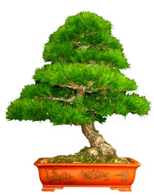 Black Pine