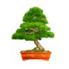 Bonsai South Nursery